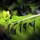 Zamioculcas ... Grünspender