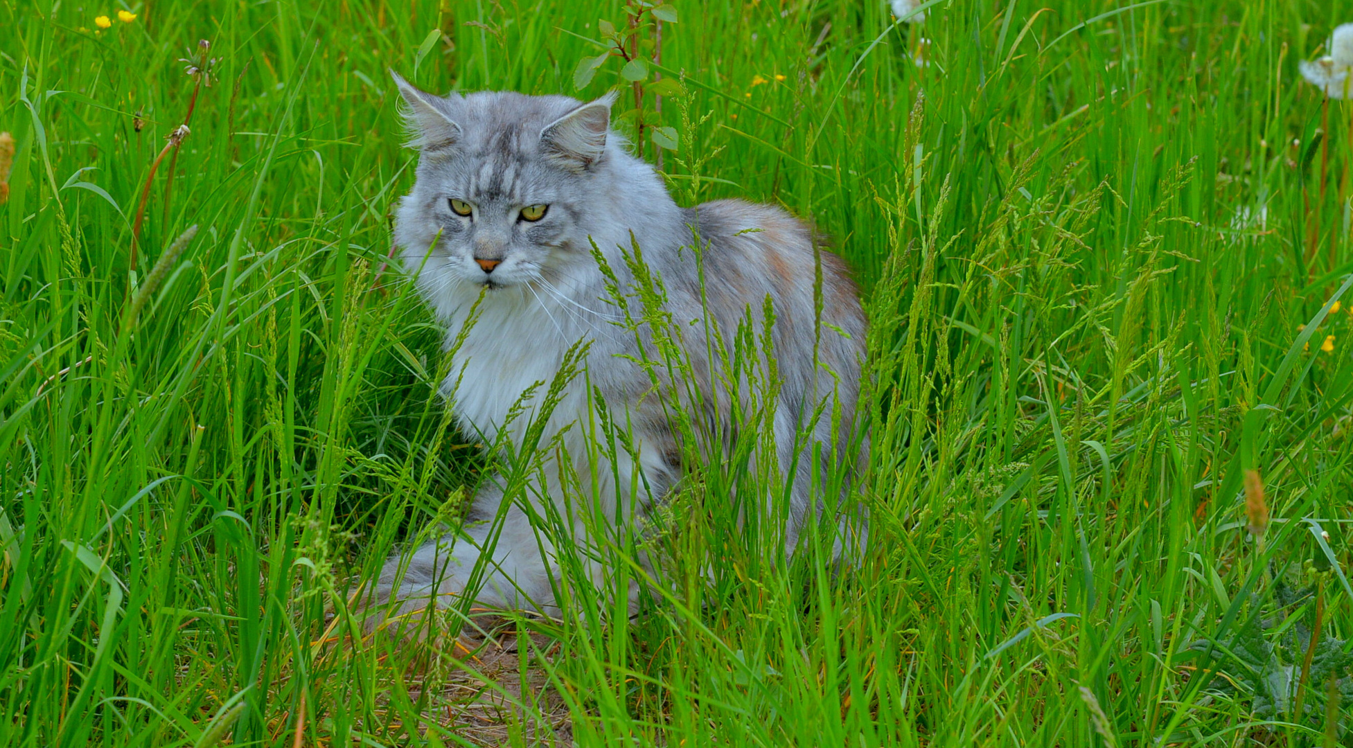 Zamiro (nuestro gato Zamiro)