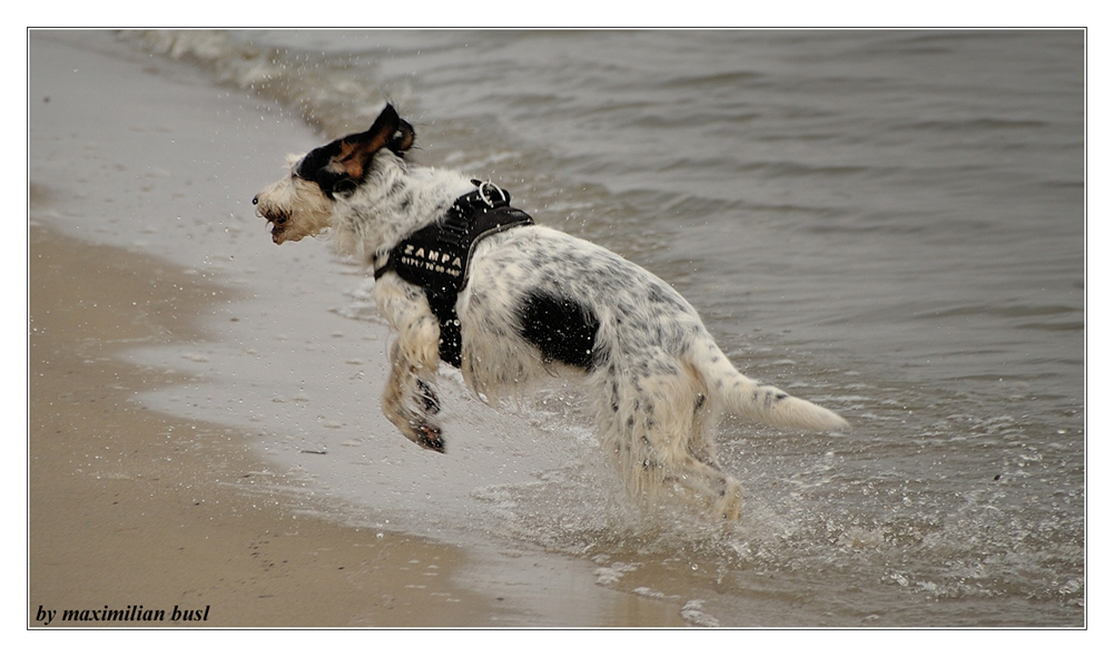 Zampa am Strand