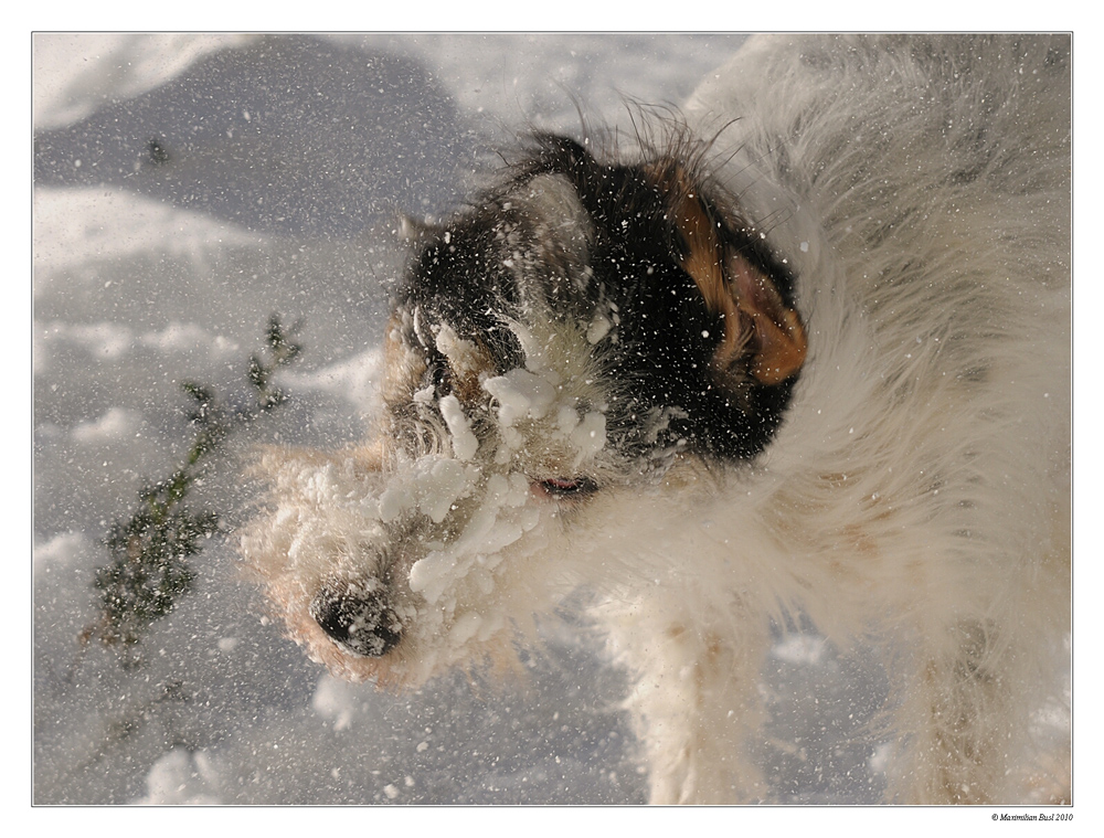 Zampa liebt den Schnee
