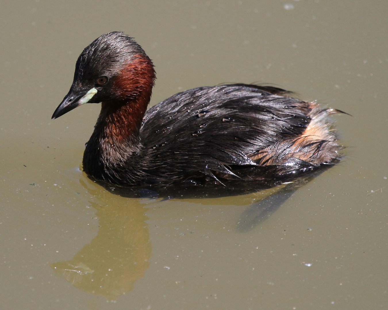 Zampullin común (Tachybapyus ruficollis)