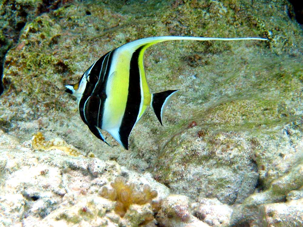 Zanclus cornutus - Kanifinolhu, Nordmale Atoll, Malediven