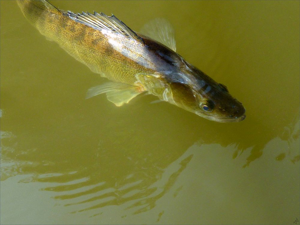 Zander Foto & Bild deutschland, europe, hessen Bilder auf