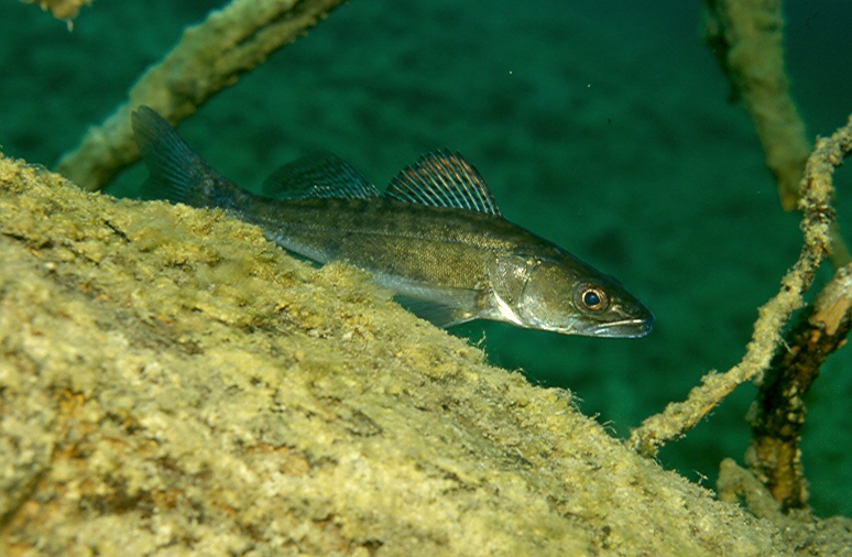 Zander im Blindsee