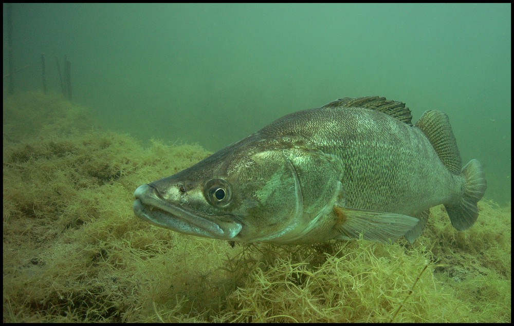 Zander im Brechtsee