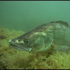 Zander im Brechtsee