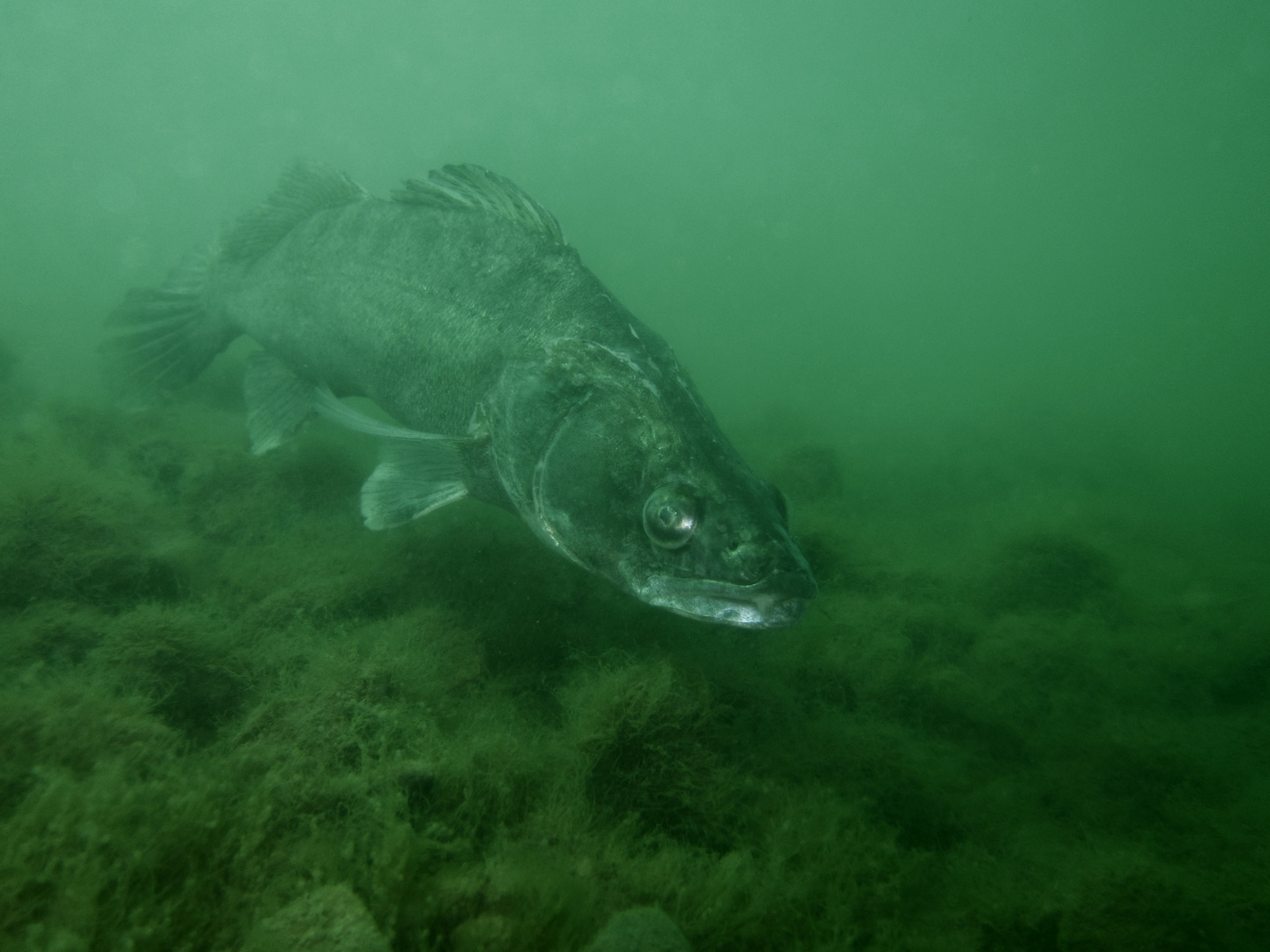 Zander im Großen Krämersee