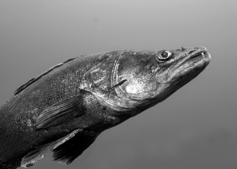 Zander im Mövensee