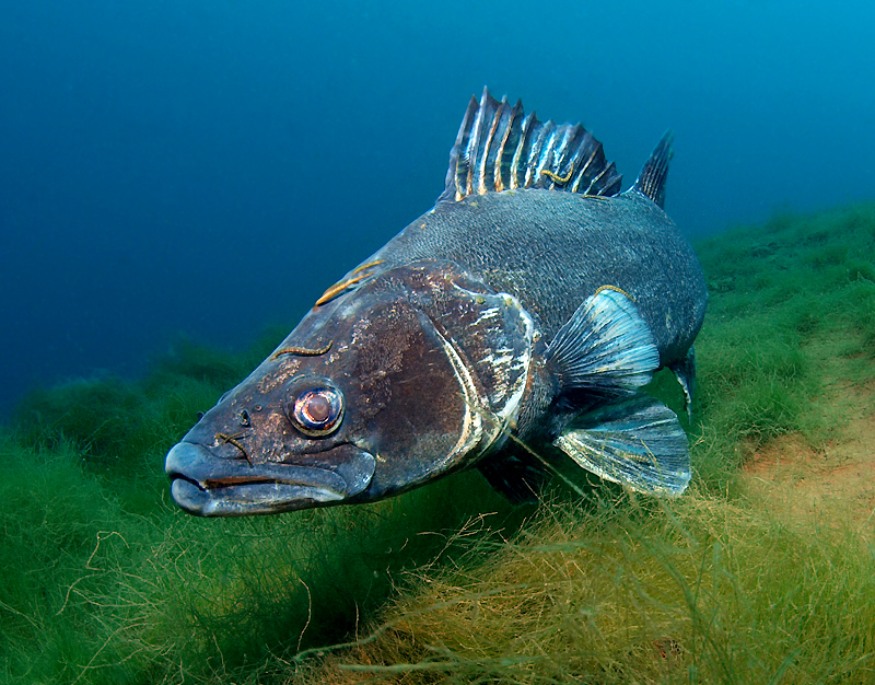 Zander im Möwensee Foto & Bild unterwasser, uwsüsswasser, natur