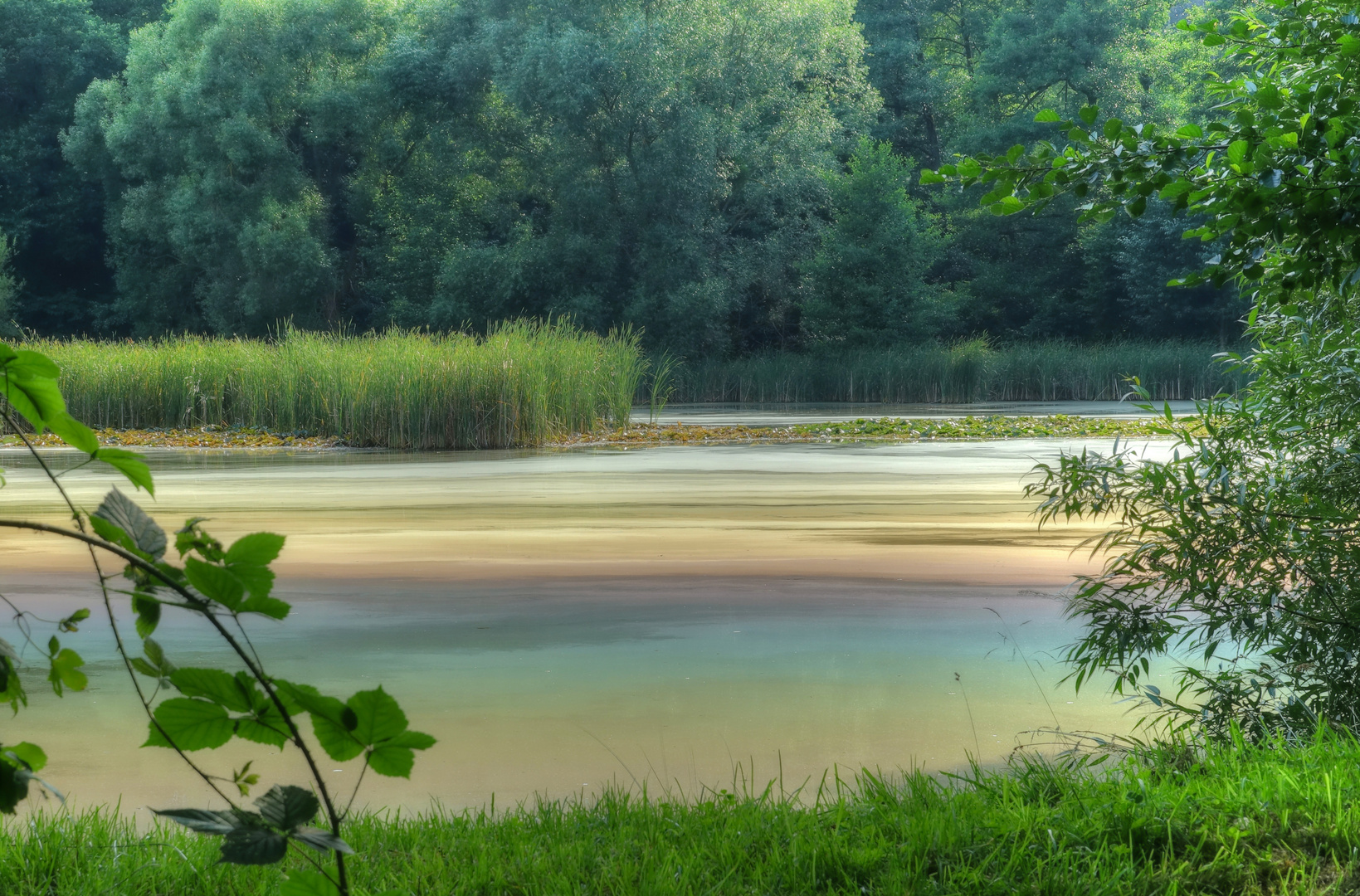 Zanderteich treibt es bunt I