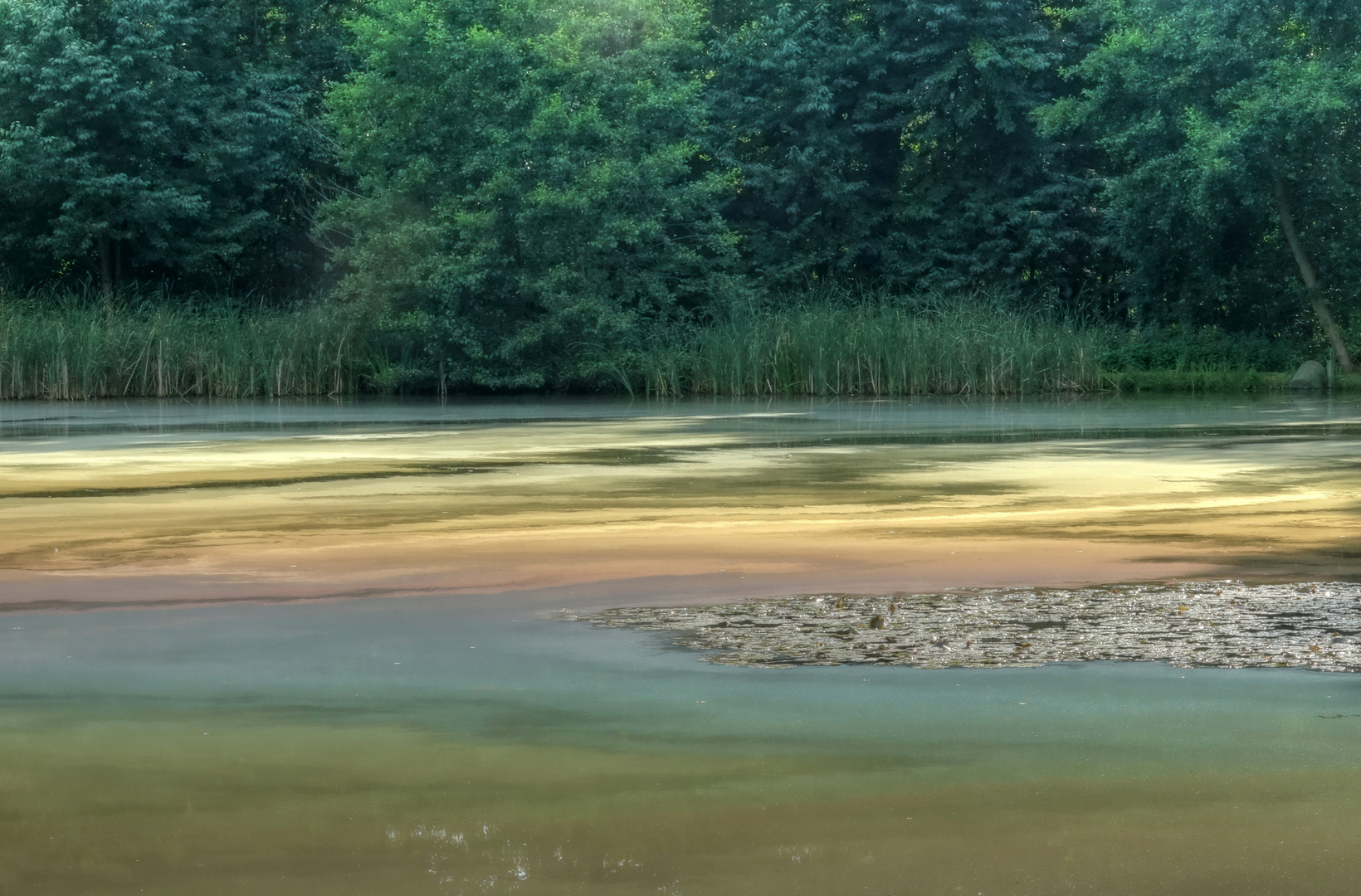 Zanderteich treibt es bunt II