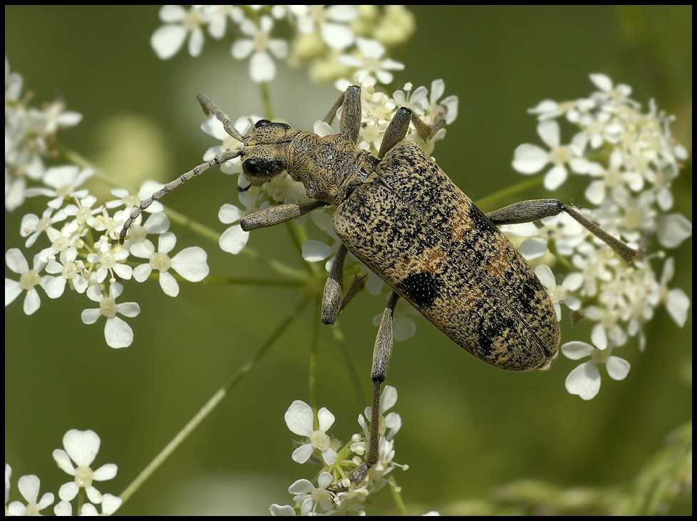 Zangenbock (Rhagium mordax)