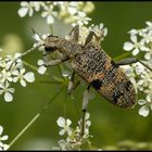 Zangenbock (Rhagium mordax)