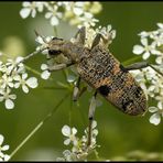 Zangenbock (Rhagium mordax)