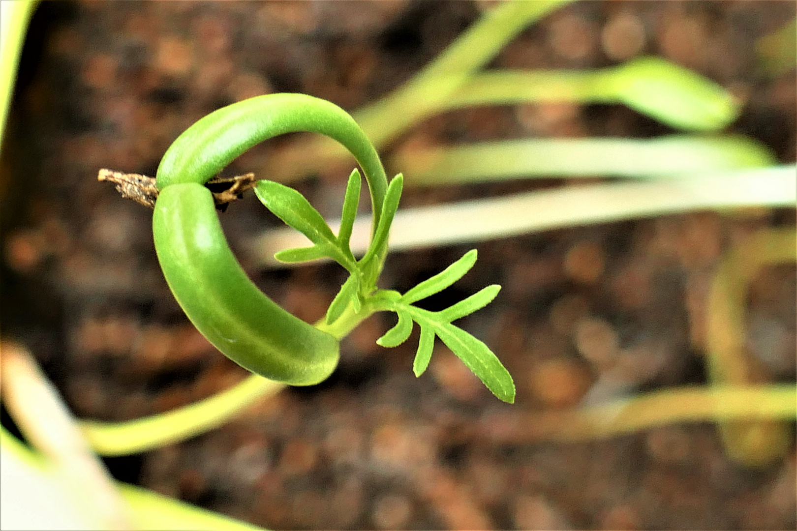 Zangengeburt einer Cosmea