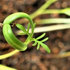 Zangengeburt einer Cosmea