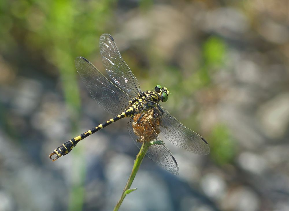 Zangenlibelle