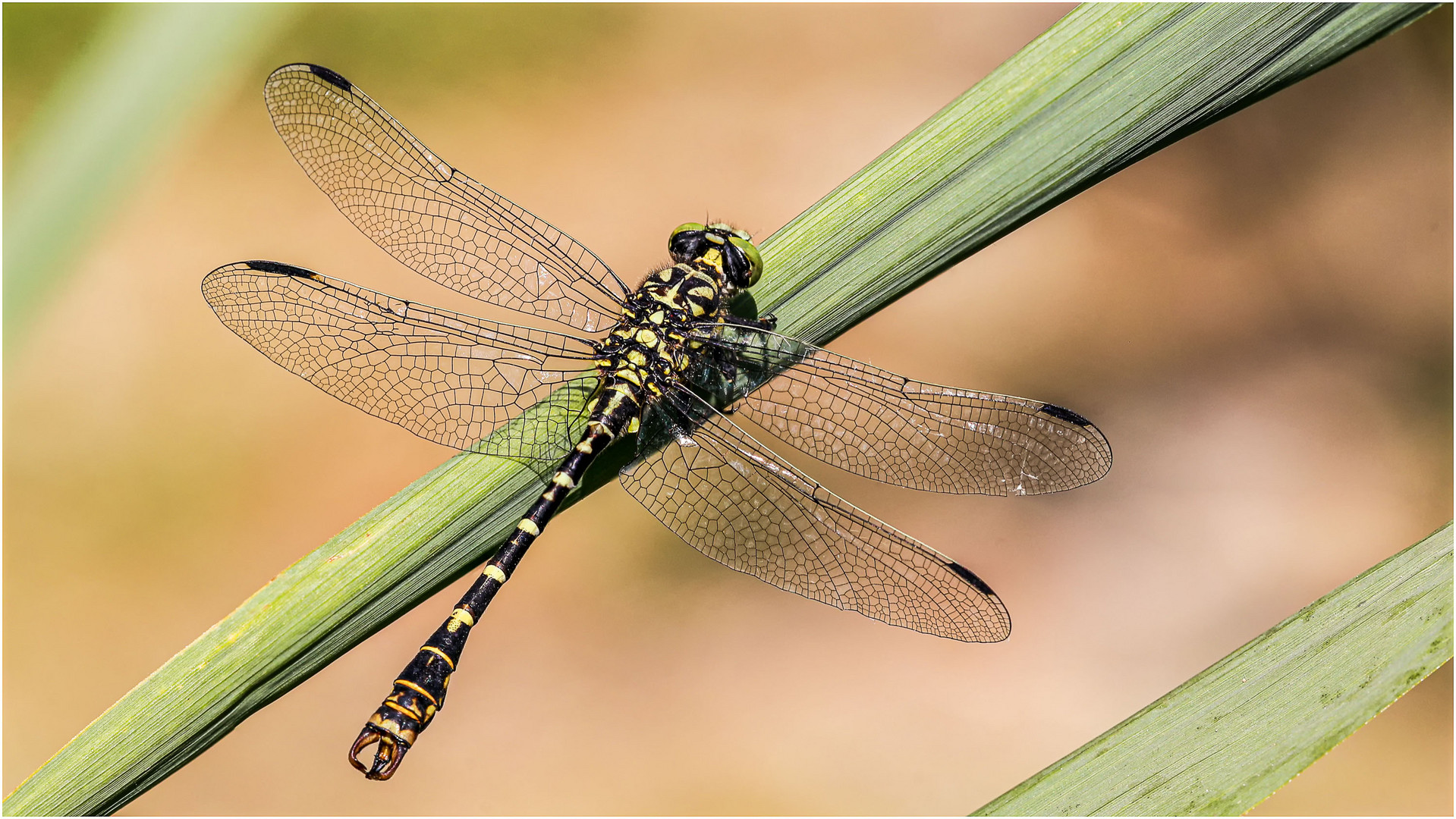 Zangenlibelle