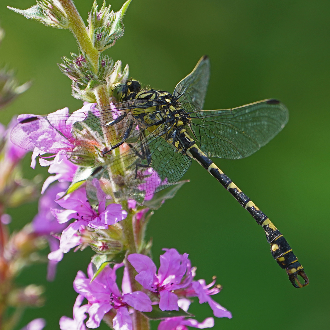 Zangenlibelle auf Blutweiderich