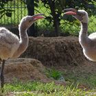 Zankende Flamingoküken (Zoo Neuwied)