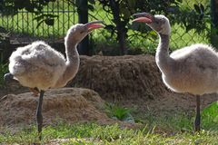 Zankende Flamingoküken (Zoo Neuwied)