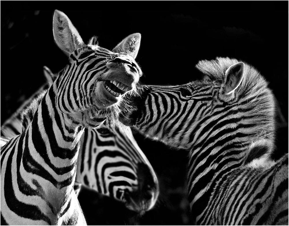 "...zankende Zebras..."