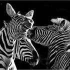"...zankende Zebras..."