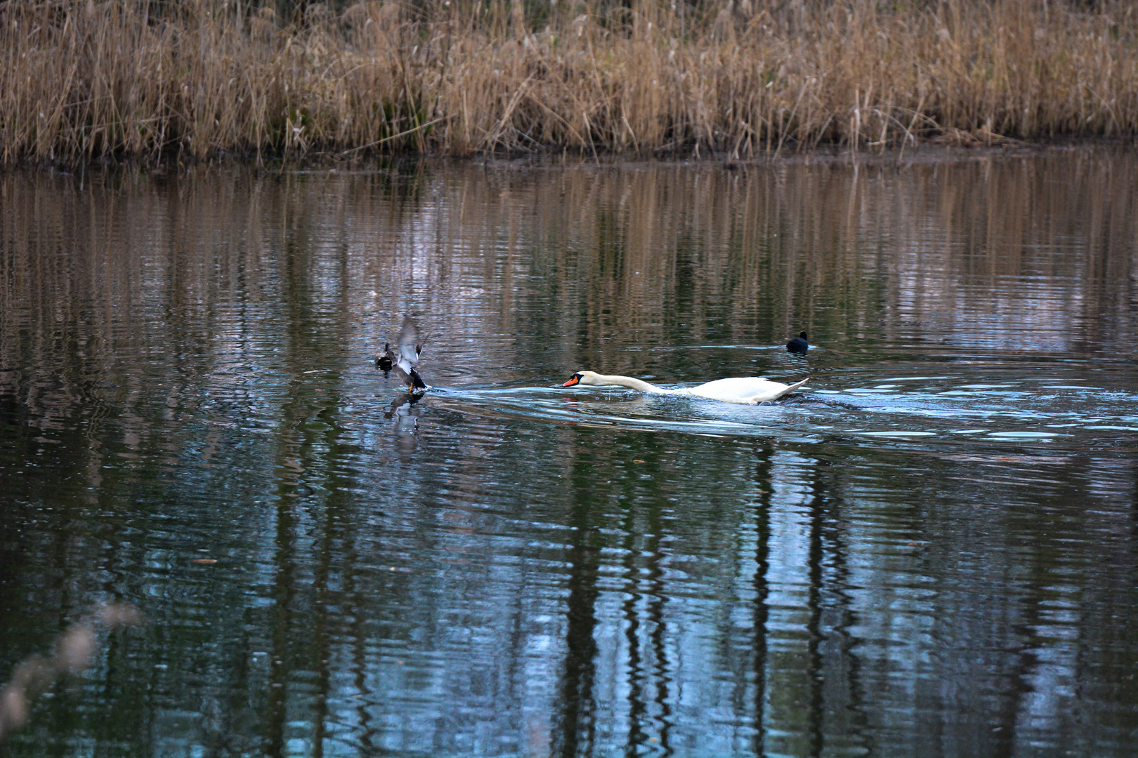 Zankender Schwan