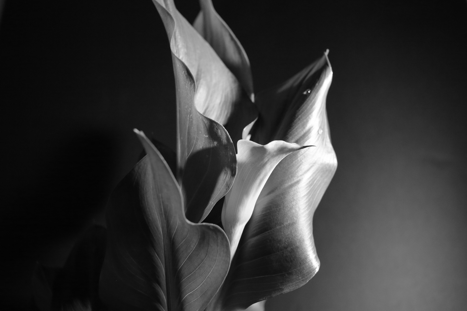 Zantedeschia 01