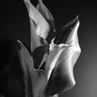 Zantedeschia 01