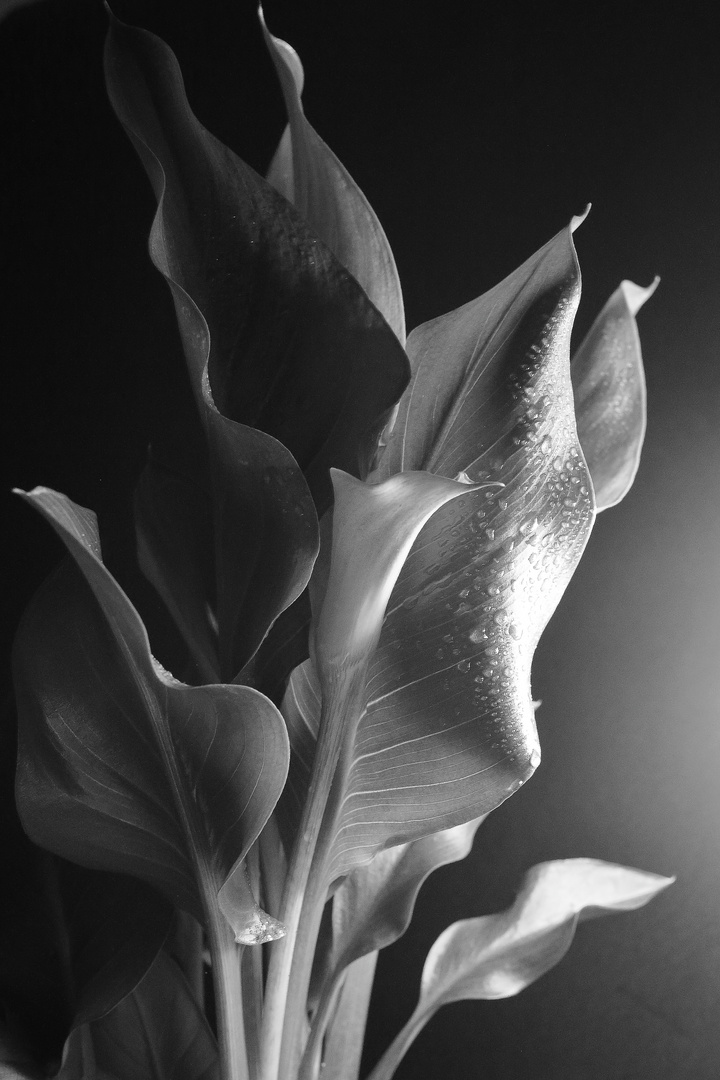 Zantedeschia 02