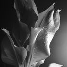 Zantedeschia 02