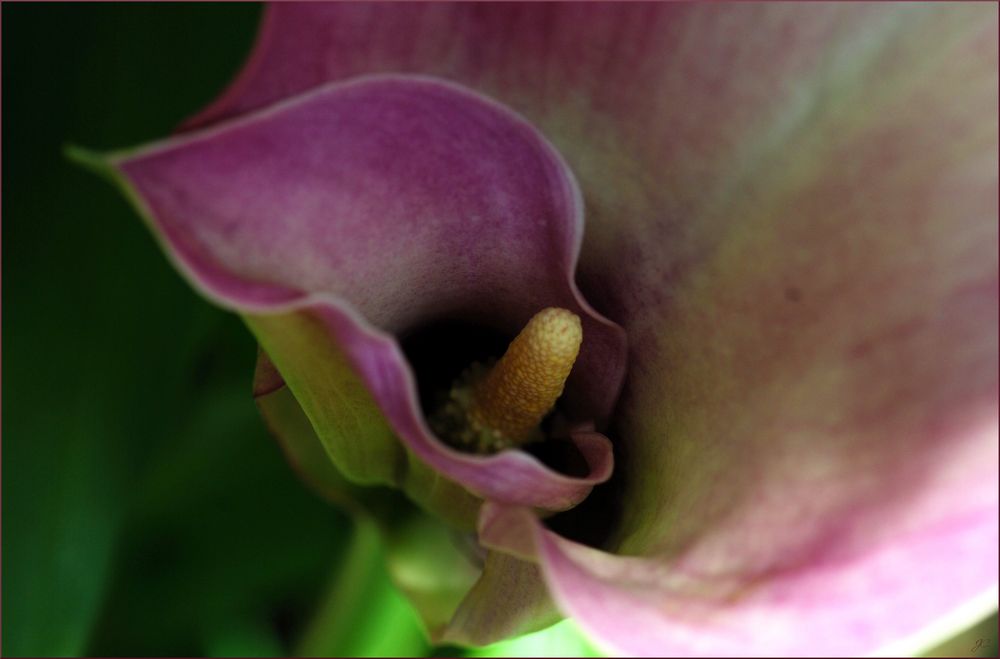 Zantedeschia