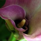 Zantedeschia