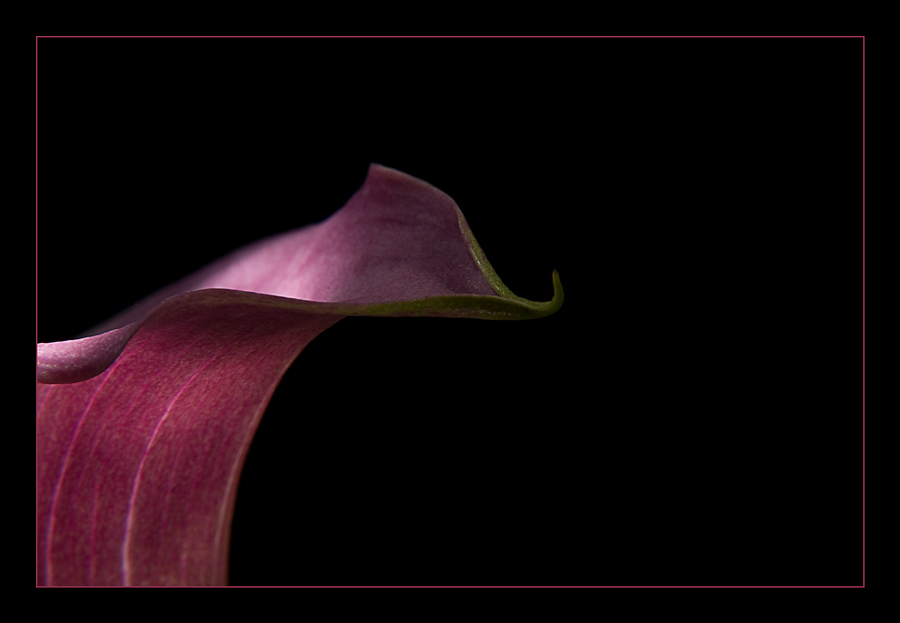 Zantedeschia 1