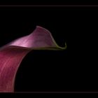 Zantedeschia 1