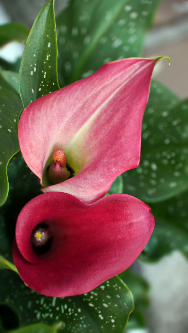 zantedeschia