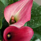 zantedeschia