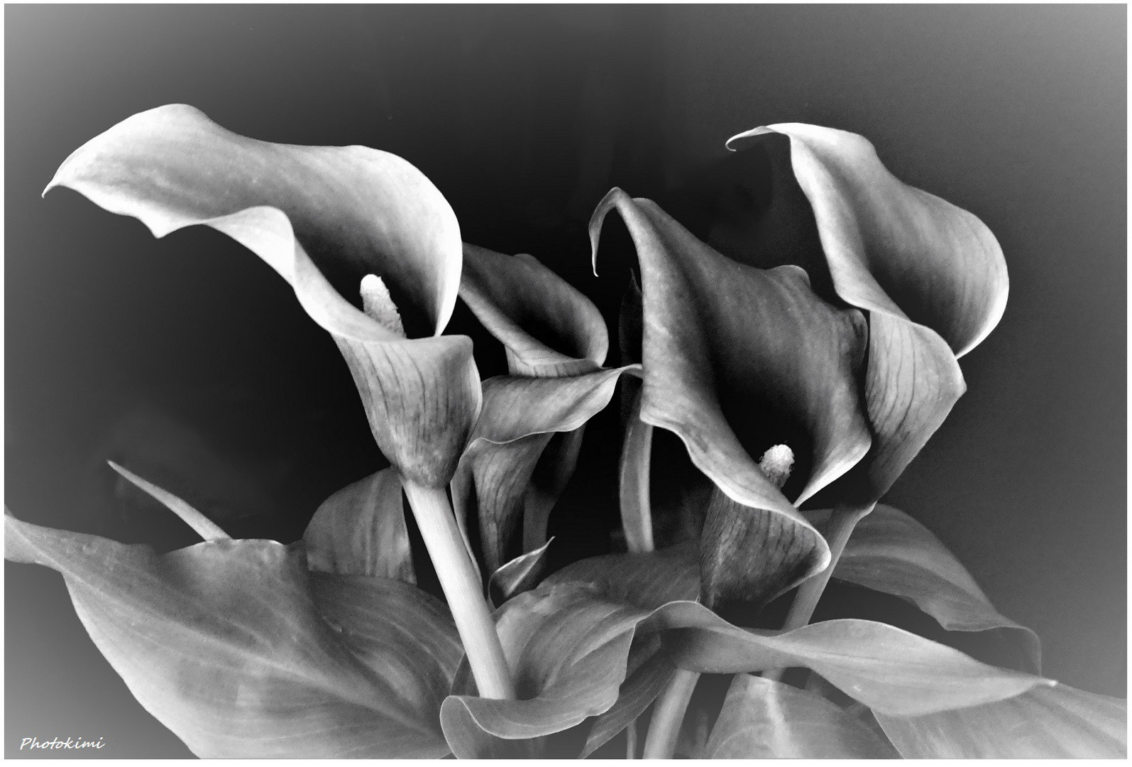 Zantedeschia