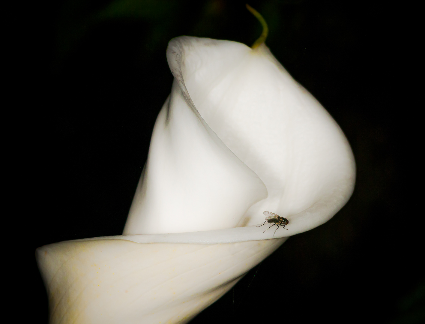 Zantedeschia aethiopica