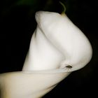 Zantedeschia aethiopica