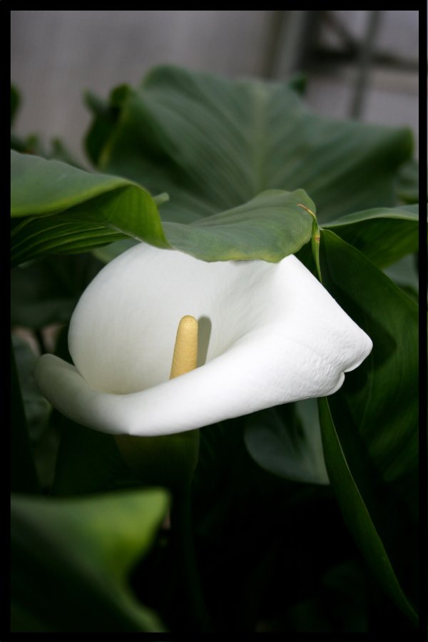 Zantedeschia aethiopica