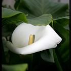 Zantedeschia aethiopica