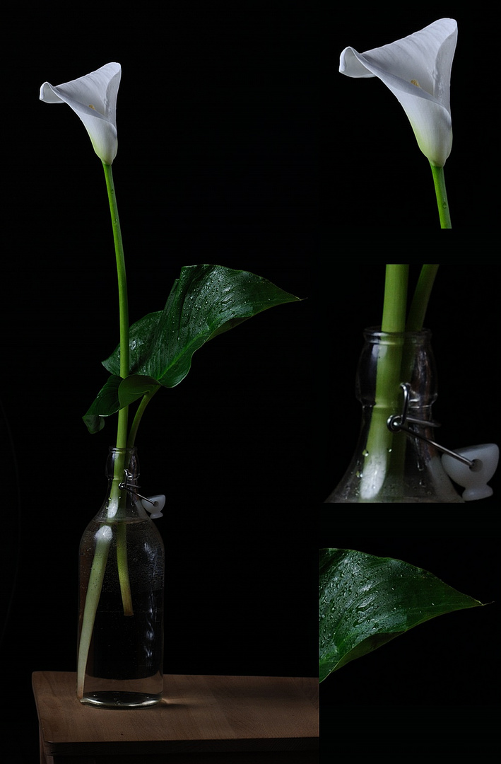 Zantedeschia aethiopica