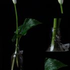 Zantedeschia aethiopica