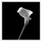 Zantedeschia aethiopica #7