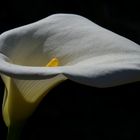 Zantedeschia aethiopica