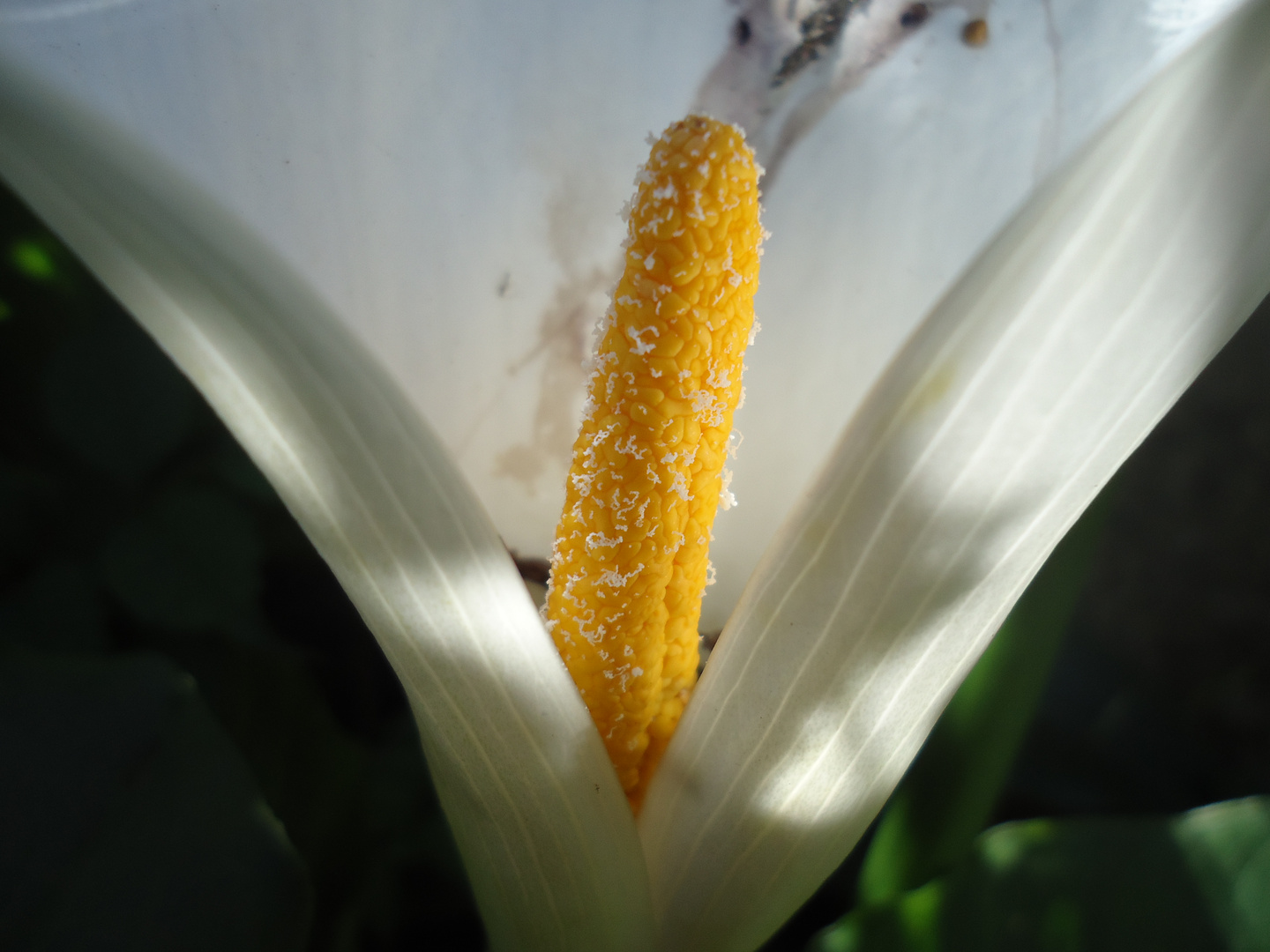 Zantedeschia aethiopica