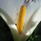 Zantedeschia aethiopica