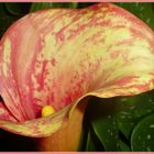 Zantedeschia aethiopica "Calla"